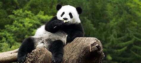 Where To See Giant Pandas In China