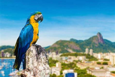 Brazil Wildlife Guide For The Land Of Much Celebrated Fauna