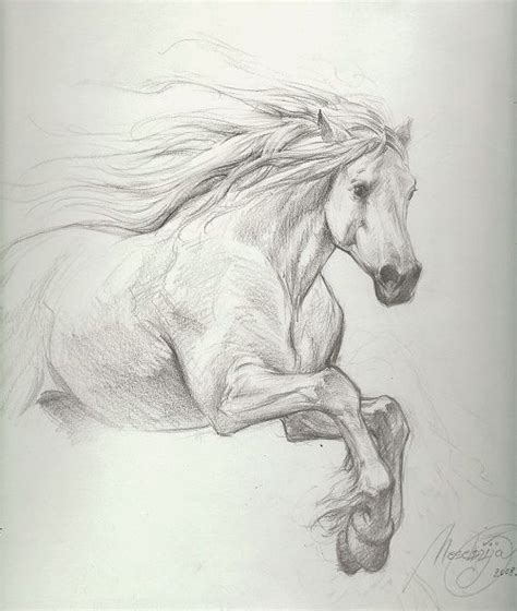 Title Petar Meseldzija Majestic Horse Study Artist Petar Meseldzija