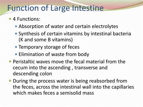 Large Intestine Function Bruin Blog
