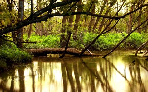 1156521 Trees Landscape Forest Lake Water Nature Reflection