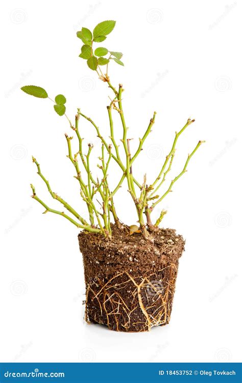 Bush Of A Decorative Rose With Roots Stock Photography Image 18453752