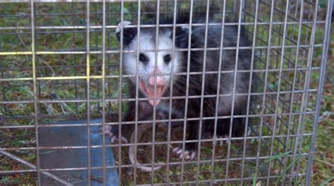 How To Get Rid Of Possums In Your Home 24h Pest Pros