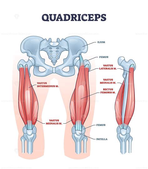 Quadriceps Muscle And Quads Leg Muscular Or Bone Anatomy Outline Diagram Labeled Educational