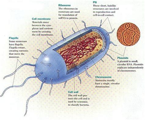 Bacterial Cell Parts And Their Functions