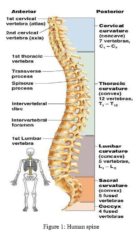 Human Spine Anatomy Diagram