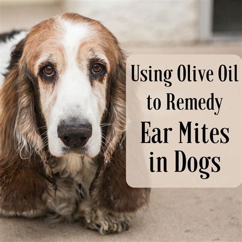 How To Use Olive Oil To Get Rid Of Dog Ear Mites Fast At Home
