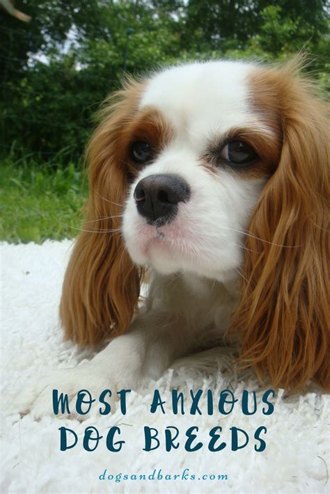 Most Anxious Dog Breeds Dogs And Bark