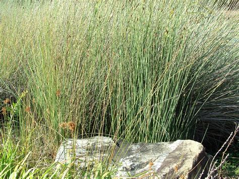 Silver Sedge Water Plant Seeds For Sale Here Online Oz 4 Pp