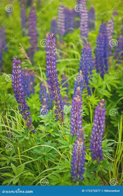 Blooming Lupine Flowers A Field Of Lupines Colorful Bunch Of Lupines