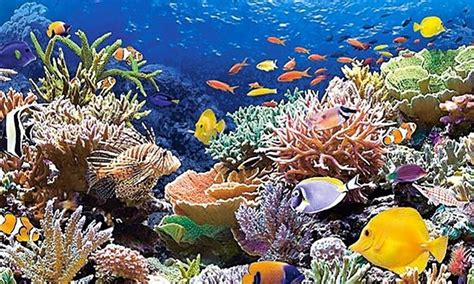 Ocean Habitats What Is A Coral Reef Small Online Class For Ages 10