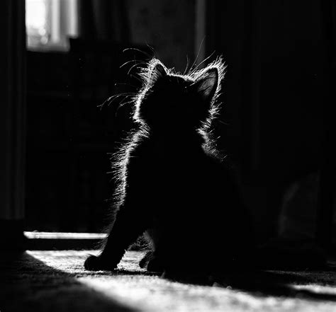 Pin By Carolyn Keith On Black And White 1 Cat Photography Cat Day Animals
