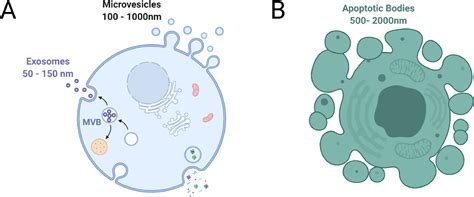 Extracellular Vesicles Tell All How Vesicle Mediated Cellular