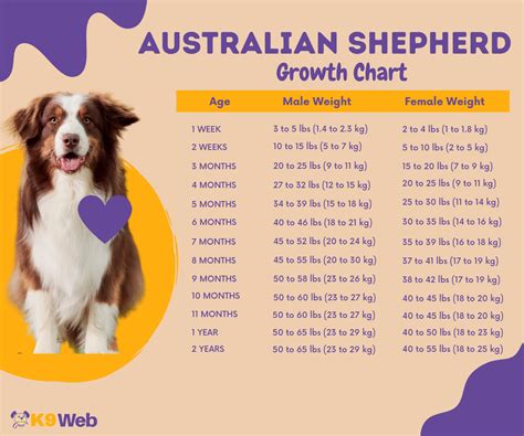 australian shepherd growth chart standard and mini aussie infographic