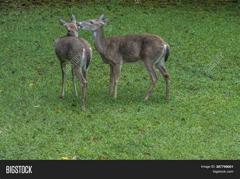 Two Female Deer Adult Image And Photo Free Trial Bigstock