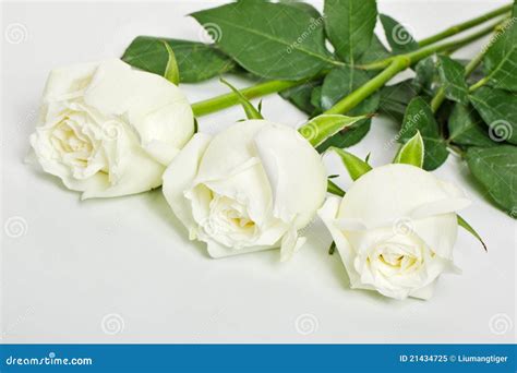 Three White Roses Stock Image Image Of Petal Lover 21434725