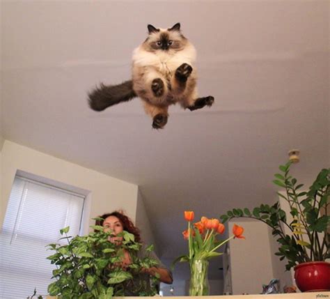 The Flying Cat Is Prepared For Landing Bored Panda Funny Cat Pictures