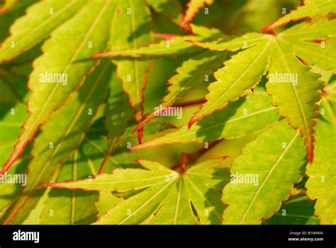 Acer Palmatum Sanga Kaku Japanese Maple Leaves Stock Photo Alamy
