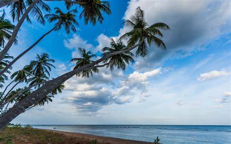Nature Landscape Palm Trees Beach Tropical Sea Sri Lanka Sunrise