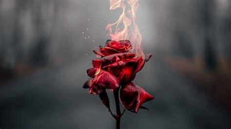 Download Wallpaper 1920x1080 Rose Flower Fire Flame Burn Full Hd