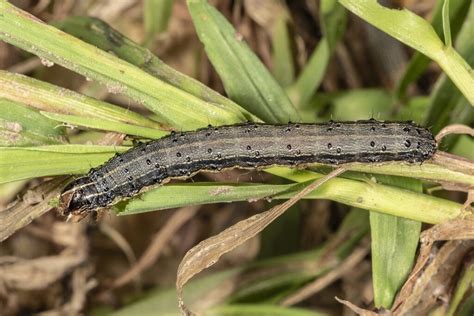 Fall Armyworm Flights Remain Low Mostly Zeroes Purdue University