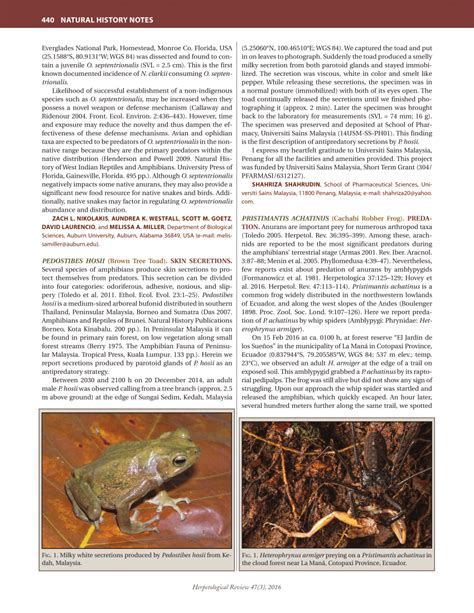 Pdf Pristimantis Achatinus Cachabi Robber Frog Predation