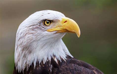 Bald Eagle Portrait Photograph By Nathan Mccreery Pixels