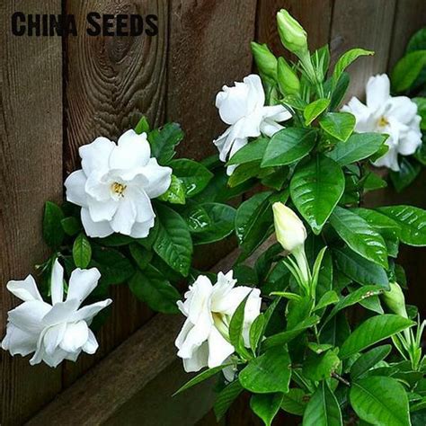 100pcs Lot White Jasmines Seeds Sweet Soul Jasmine Flower Seed Bonsai