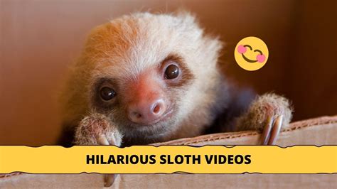 Hilarious Sloth Videos And Tidbits To Make You Smile Sloth Of The Day