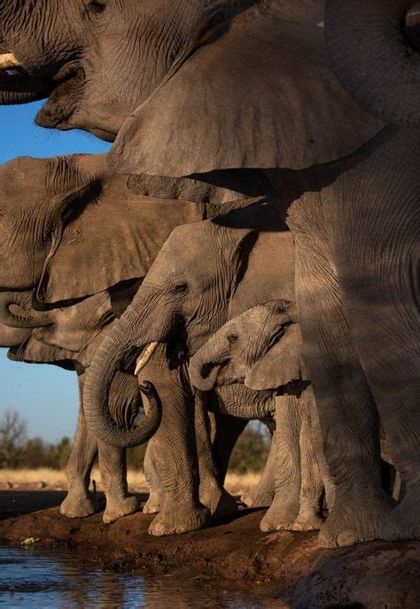 Best Elephant Photos You Never Seen Before Animals Comparison In 2020