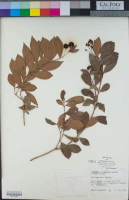 SEINet Portal Network - Eugenia