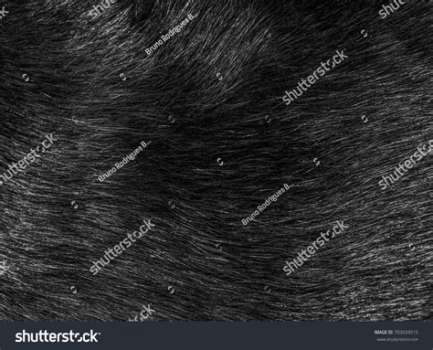 Black Cat Fur Hairs Closeup Texture Stock Photo Edit Now 703034515