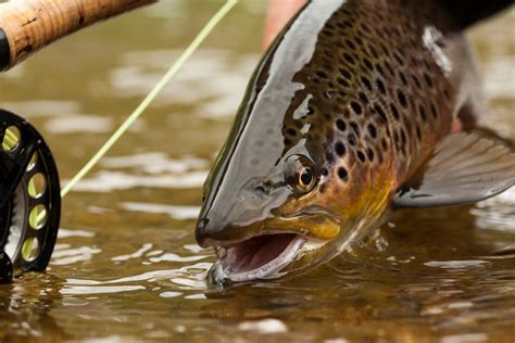 A Beginners Guide To Fly Fishing Equipment Bc Outdoors Magazine