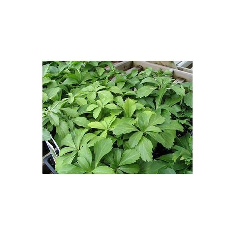 Buy 3 Pachysandra Japanese Spurge Evergreen Ground Cover Plants In 3