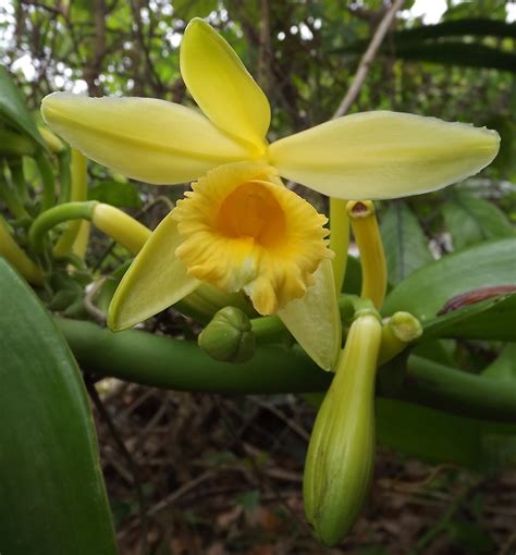 Vanilla Orchid Flower Blooming in Miami - Anya's Garden Natural Perfumes