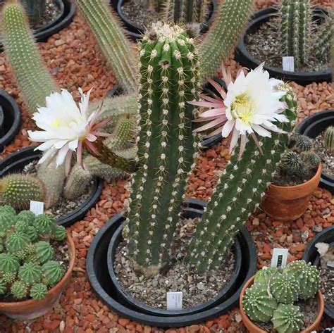 Echinopsis Candicans Argentine Giant Succulents Network
