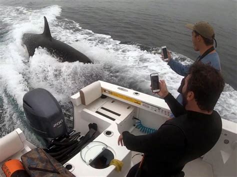 Playful Orca Whale Pops Up Next To Fishermen Splashed The Whole Side