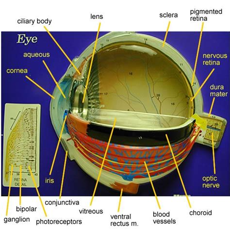 Eye Model Labeled Bing Images Eye Anatomy Human Anatomy And