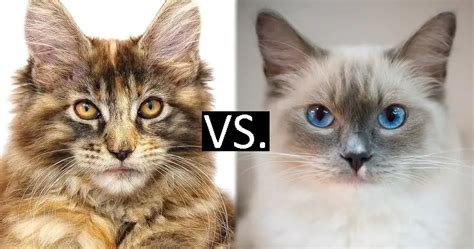Ragdoll Vs Maine Coon Which Breed Is Best For You