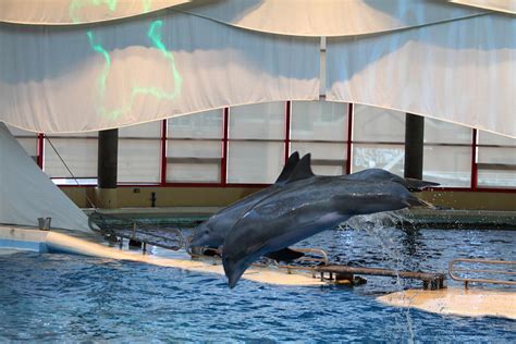 Dolphin Show National Aquarium In Baltimore Md 121284 Photograph By