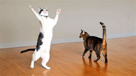 Kitties Dance With Ceiling Fan Youtube