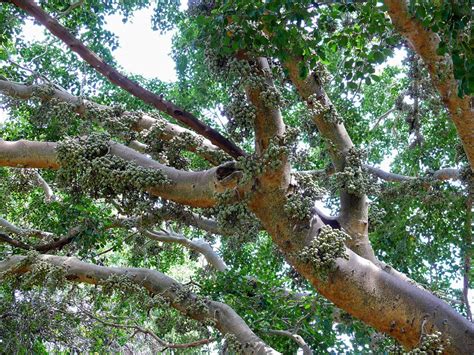 Top 10 Iconic African Trees Natural World Earth Touch News