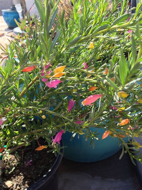 Now, dinara is the queen of easter egg painting. Easter Egg Emu bush. Pretty!! | Amazing gardens, Plants ...