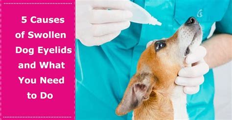 5 Causes Of Swollen Dog Eyelids And What You Need To Do Petxu Puppy