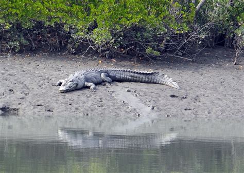 Download Free Photo Of Saltwater Crocodilecrocodylus Porosusestuarine