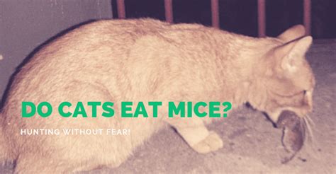 Before cats became our loving pets, they hunted rodents and other small they don't need blueberries or flaxseed. Do Cats Eat Mice? (Why, How & Should I Be CONCERNED)