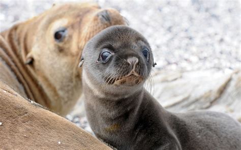 Baby Sea Lion Flickr Photo Sharing