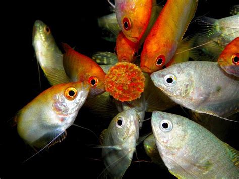 Nama latin ikan sepat rawa (trichopodus trichopterus). Manfaat Ikan Sepat Rawa Itu Apa Saja? - Ikan Hias Air ...