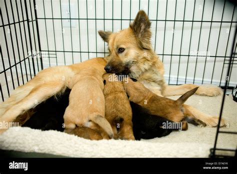 Mother Dog With Nursing Puppies Stock Photo Alamy