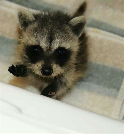 Baby Raccoon As A Pet Hmm Cute Animals Cute Baby Animals Animals